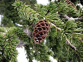 Mountain hemlock in the Mount Baker-Snoqualmie National Forest