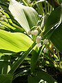 Muguet... d'Avril