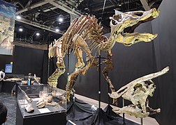 Esqueleto en exhibición de Saurolophus