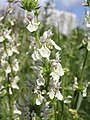 Aufrechter Ziest (Stachys recta)[14]