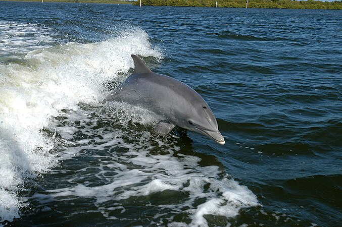 dolphin