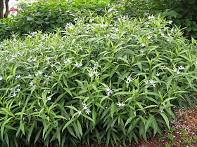 Amsonia elliptica