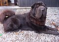 Un shar-peï Bearcoat.