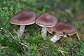 !Cortinarius evernius!