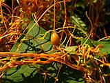 Cuscuta sp. with a gall