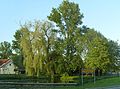 Weiden am Löschwasserteich in Herrengosserstedt