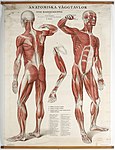 Plansch: Anatomiska väggtavlor över människokroppen, 1920