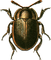 Necrophilus subterraneus.