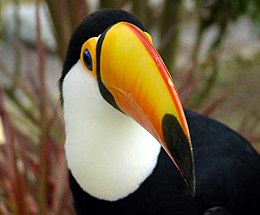 Didysis tukanas (Ramphastos toco)