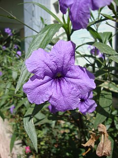 Description de l'image Ruellia simplex.jpg.