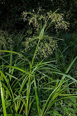 Meža meldrs (S. sylvaticus)