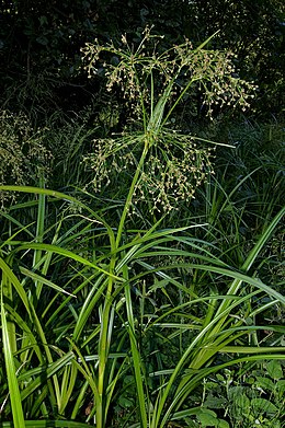 Közönséges erdeikáka (Scirpus sylvaticus)