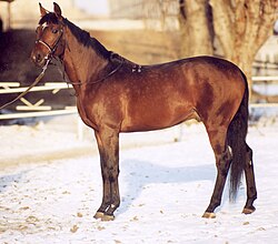 brauner Trakehner