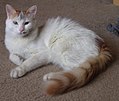 Male Turkish Van