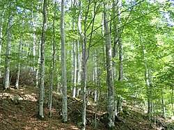 Image illustrative de l’article Forêt d'Aubrac