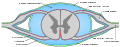 Seção diagramática tranversa da medula espinhal e suas membranas.