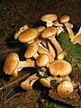 Gemeiner Hallimasch (Armillaria mellea)