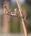 Pyrrhosoma nymphula emergència