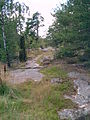 Landschaft auf Ruissalo