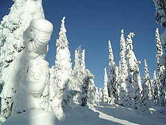 Alberi di bassa altezza, più precisamente un gruppo di abeti innevati