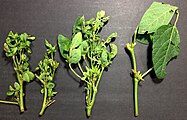 Soybean Phytoplasma