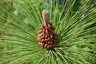 Moški storži Pinus canariensis fotografirani v Temeculi, CA, ZDA