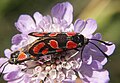 Esparsetten-Widderchen oder Krainer Widderchen (Zygaena carniolica) alias (Agrumenia carniolica)[14]