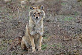 Șacal auriu (Canis aureus)