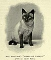 Champion Wankee di proprietà di Mrs Robinson; maschio Siamese di colore seal point dei primi del 1900