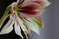 Hippeastrum papilio