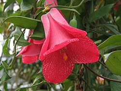 Lapageria rosea