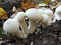 bauchpilzartig Flaschen-Stäubling Lycoperdon perlatum