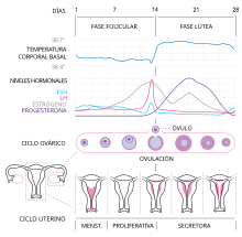 MenstrualCycle2 es.svg