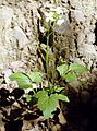 Cardamine californica (Milkmaids)