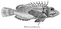 Minous monodactylus