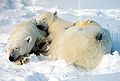 Sleeping polar bears