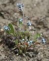 Myosotis ramosissima