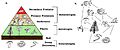 Image 11a) A trophic pyramid showing the different trophic levels in a community. b) A food web of the same community (from Community (ecology))