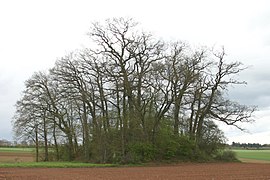 Tumulus in Flaxweiler