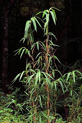 Arundinaria gigantea Общий вид растения