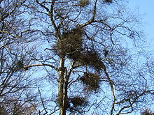 Betula pubescens Taphrina.jpg