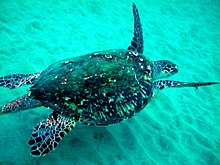 Foto penyu berenang in shallow, green water