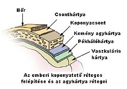 Az emberi koponyatető réteges felépítése és az agyhártya rétegei