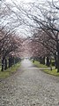 鏡野公園（高知県香美市）