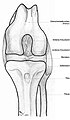 Image 19Dog knee (from Dog anatomy)