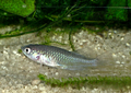 Nothobranchius eggersi (femelle)