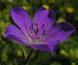 Geranium (Geraniaceae)