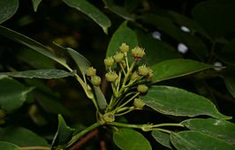 Trochodendrales