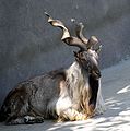 Markhor