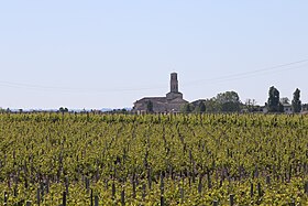 Image illustrative de l’article Vignoble du Médoc